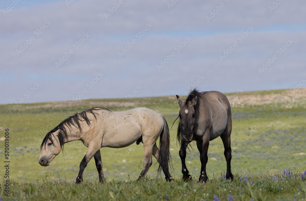 Wild Horses in Summer in the Pryor Mountains Montana Wild Horses in Summer in the Pryor Mountains Montana