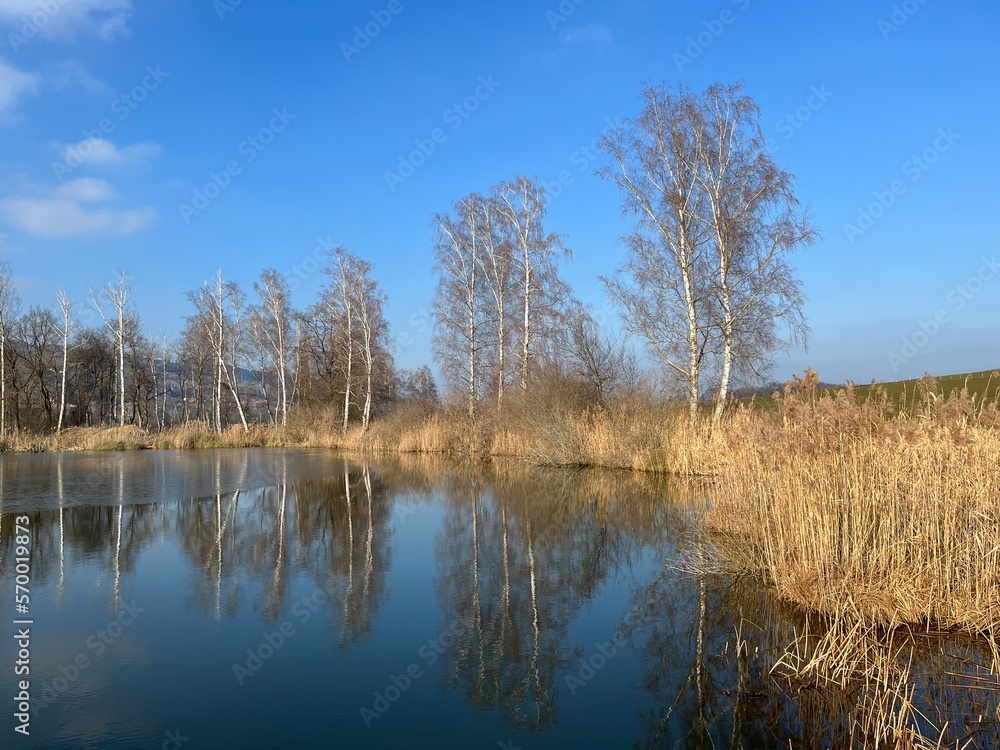 Lake in winter with reef and trees, blue sky