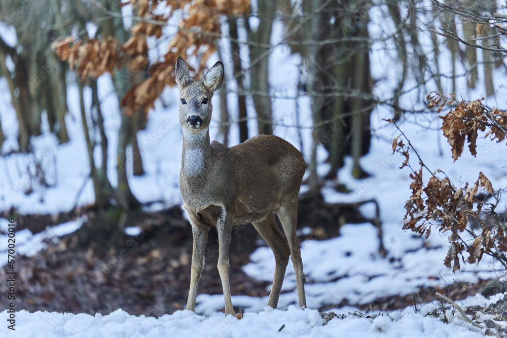 Roe deer in the snow Roe deer in the snow