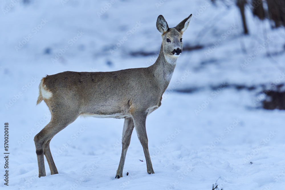 Fototapeta premium Roe deer in the snow