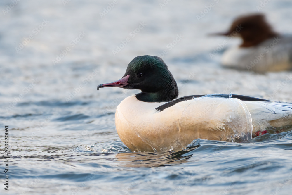 Fototapeta premium Male goosander or common merganser (Mergus merganser), Edinburgh, Scotland.