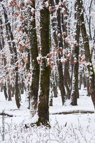 Snowy oak forest landscape