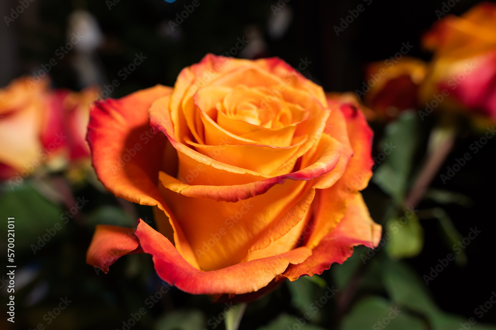 Blooming rose flowers with bright red-orange petals. Blooming rose flowers with bright red-orange petals.