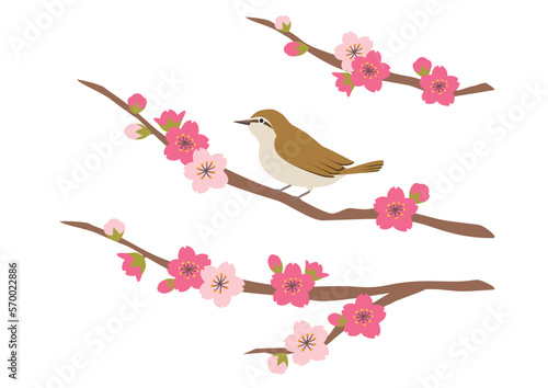 桜の木にとまるウグイスのイラスト
