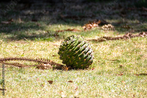 Foto Bunya-bunya (Araucaria bidwillii)