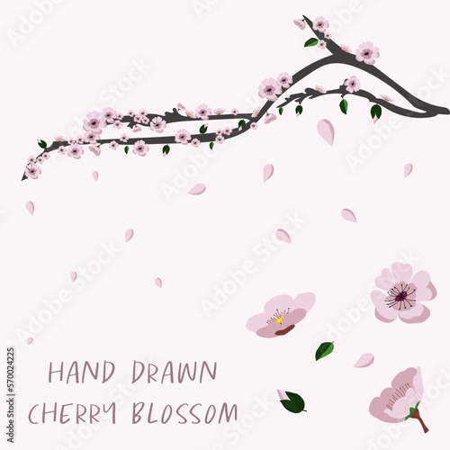 Sakura pink cherry blossom flowers, leaves and branch.