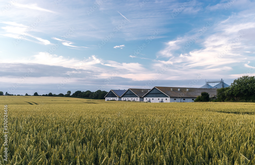 Picturesque agricultural landscape in Denmark. Wheat field in the countryside with the barn in the background