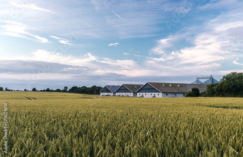 Obraz na płótnie Picturesque agricultural landscape in Denmark. Wheat field in the countryside with the barn in the background w salonie