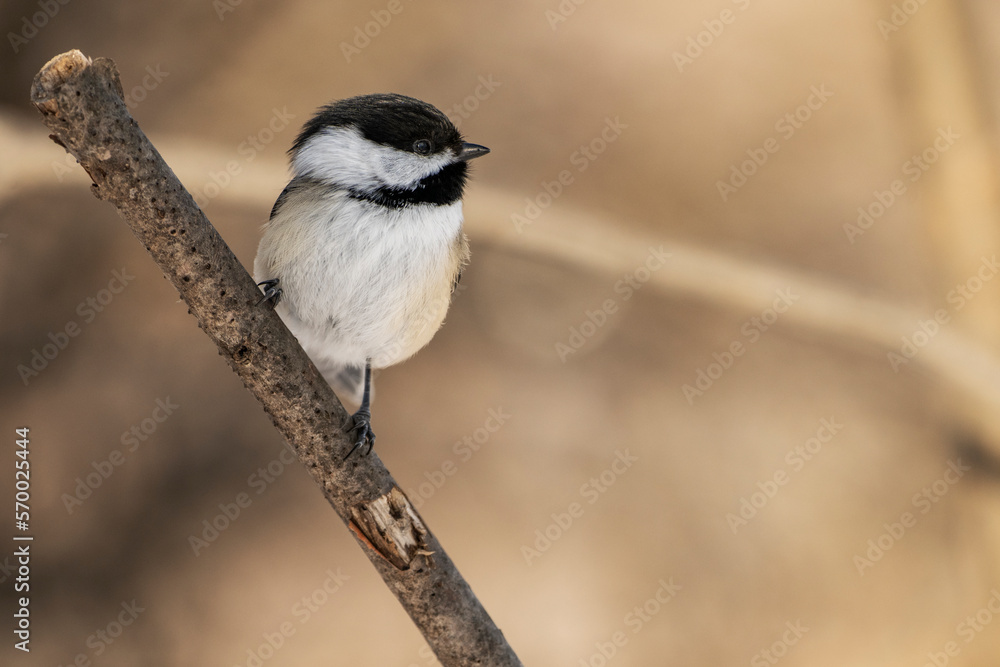 Fototapeta premium Black-capped chickadee