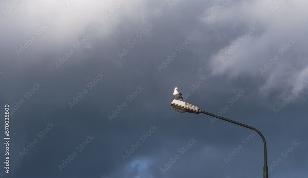 White gull (seagull) is sitting on the street lamp post. Dramatic dark sky in the background