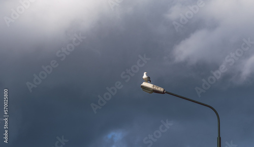 Obraz na płótnie White gull (seagull) is sitting on the street lamp post. Dramatic dark sky in the background w salonie