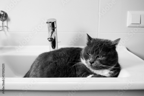 A series of photographs of a domestic cat in black and white. The cat sleeps in a washbasin, pet's favorite place © Vi SunJu