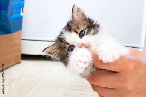 Little playful kitten bites his hand closeup