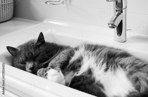 Fotografija A series of photographs of a domestic cat in black and white
