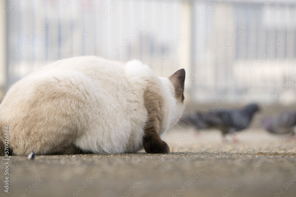 Fototapeta premium 鳩を狙う野良猫 匍匐前進