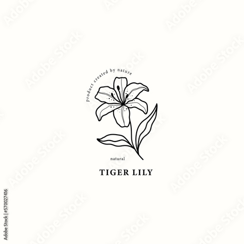 Line art tiger lily illustration