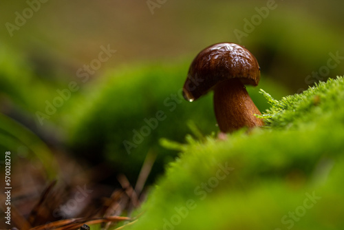 Isolated mushroom in a forest