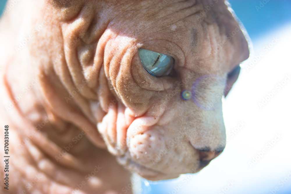 Naklejka premium Beautiful gray blue-eyed bald Canadian Sphynx kitty white muzzle portrait on light blue background. Amazing cat in the interior. International Cat Day. A serious look into a camera. Lovely pet indoors