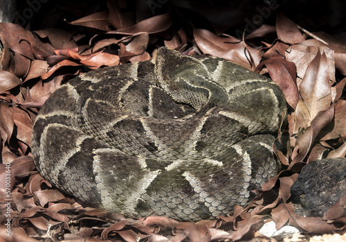 jararaca caiçara, venomous and very dangerous Brazilian snake (Bothrops moojeni) photo