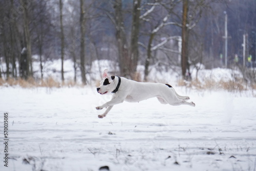 jack terrier dog running in snow