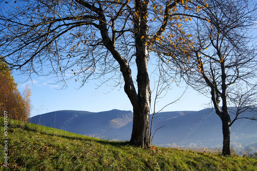 Trees in sunny autumn landscape