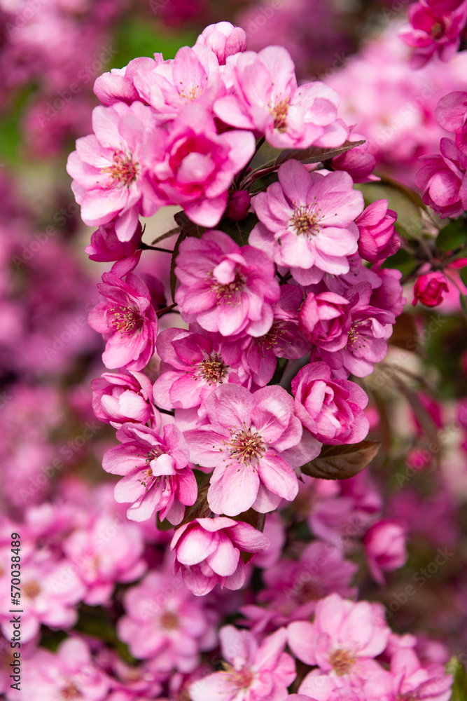 beautiful pink flower buds of blooming sakura tree in spring beautiful pink flower buds of blooming sakura tree in spring