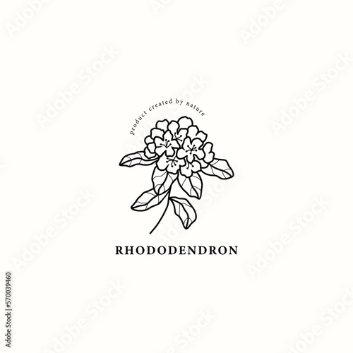 Line art rhododendron flower illustration