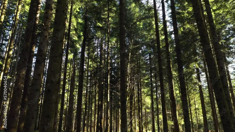 Flying up in summer season forest landscape with sunlight. Drone shot. Flying up in summer season forest landscape with sunlight. Drone shot.