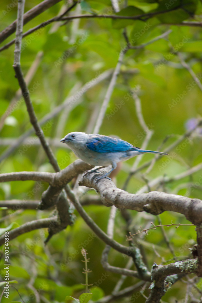 Beautiful blue bird posing on some branches of a tree