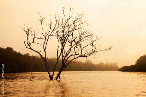 Tree on the river 