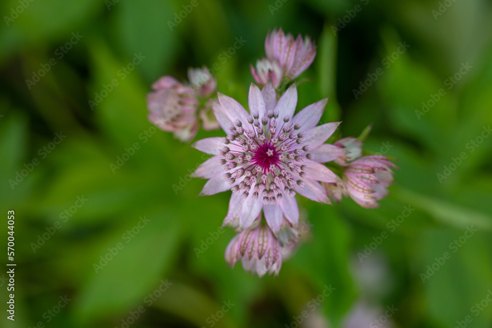 Blossom lilac astrantia flower on a green background close-up photo in summertime. Garden flower with pink petals macro photography in a sunny summer day. Blossom lilac astrantia flower on a green background close-up photo in summertime. Garden flower with pink petals macro photography in a sunny summer day.