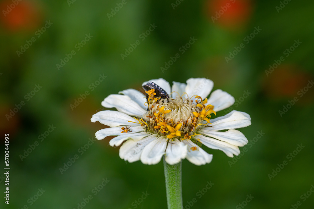 Black beetle sits on a white flower macro photography in the summer. A bug sits on a zinnia flower Wildlife landscape with black insect close-up on a green background. Black beetle sits on a white flower macro photography in the summer. A bug sits on a zinnia flower Wildlife landscape with black insect close-up on a green background.