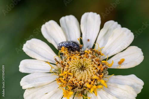 Black beetle sits on a white flower macro photography in the summer. A bug sits on a zinnia flower Wildlife landscape with black insect close-up on a green background.