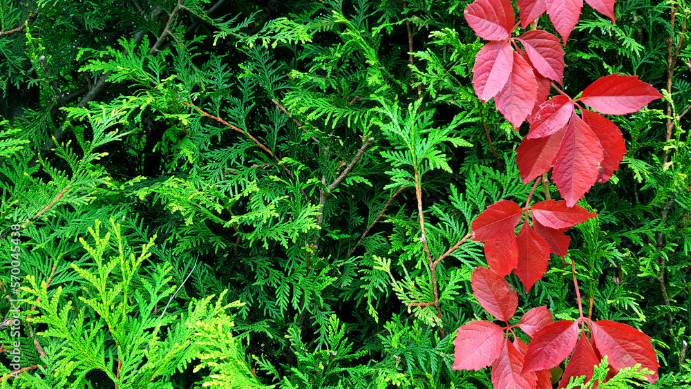 Hedge with red flowers. Hedge with red flowers.