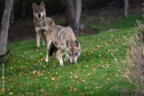 Due lupi italiani nel bosco in autunno
