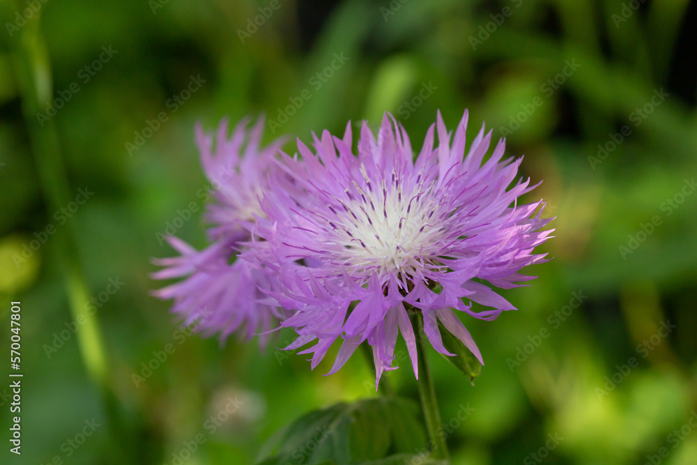 Blooming cornflower blue on a green background on a sunny day macro photography. Fresh bachelor's button flower with purple thin petals in springtime close-up photo. Blooming cornflower blue on a green background on a sunny day macro photography. Fresh bachelor's button flower with purple thin petals in springtime close-up photo.