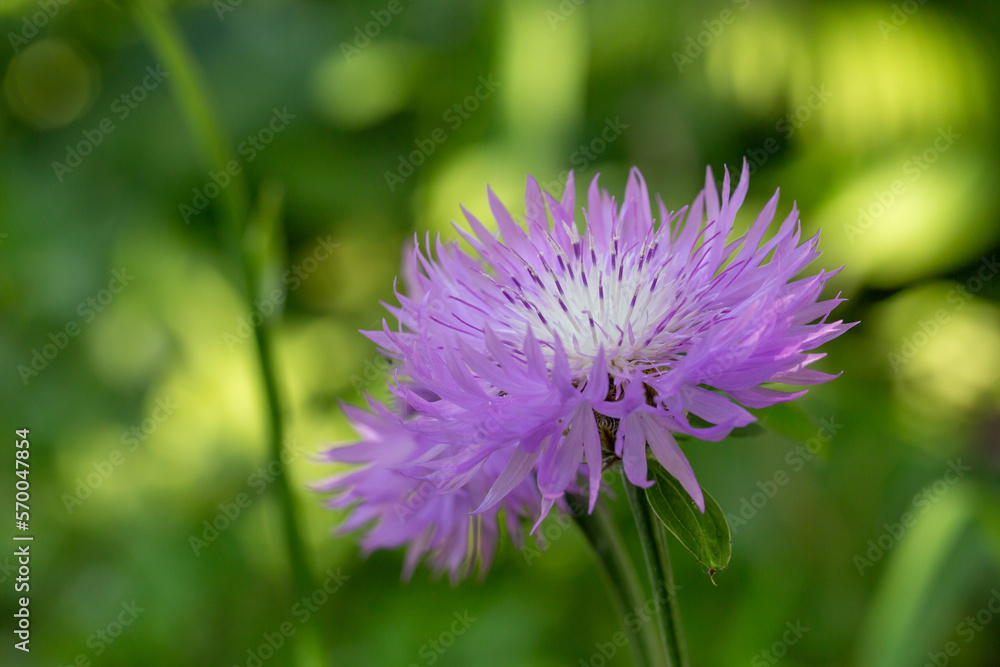 Blooming cornflower blue on a green background on a sunny day macro photography. Fresh bachelor's button flower with purple thin petals in springtime close-up photo. Blooming cornflower blue on a green background on a sunny day macro photography. Fresh bachelor's button flower with purple thin petals in springtime close-up photo.
