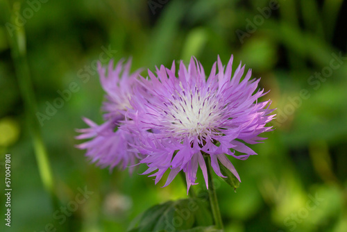 Blooming cornflower blue on a green background on a sunny day macro photography. Fresh bachelor's button flower with purple thin petals in springtime close-up photo. © Anton