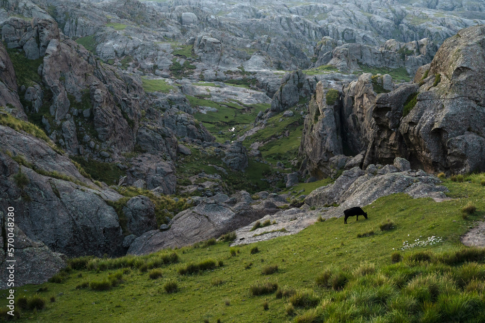 Idyllic landscape. View of a single black cow grazing in the rocky hills with a magical sunset light. Idyllic landscape. View of a single black cow grazing in the rocky hills with a magical sunset light.