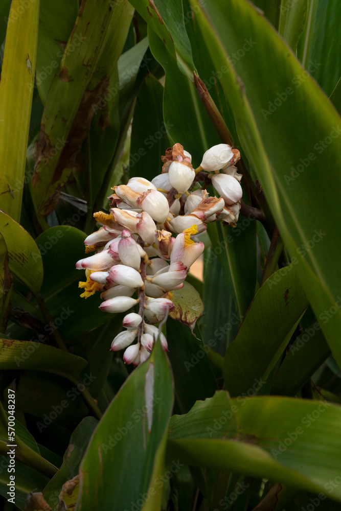Asian flora. Closeup view of Alpinia Zerumbet, also known as Shell Ginger, white flowers