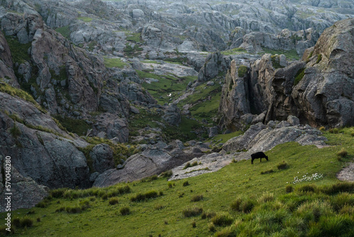 Idyllic landscape. View of a single black cow grazing in the rocky hills with a magical sunset light. 