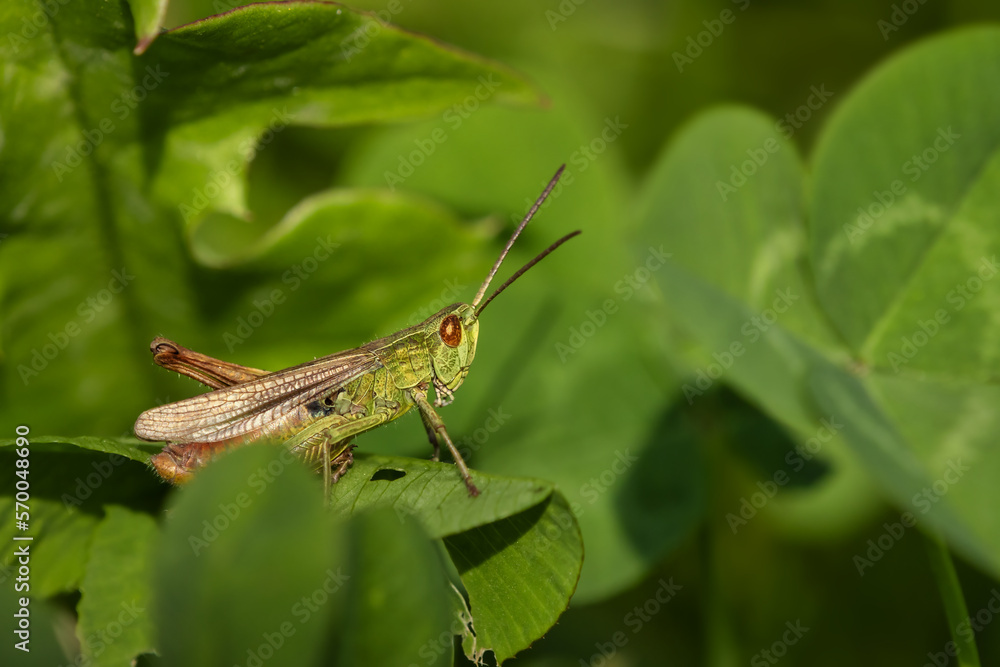 Green grasshopper sitting among green leaves Green grasshopper sitting among green leaves
