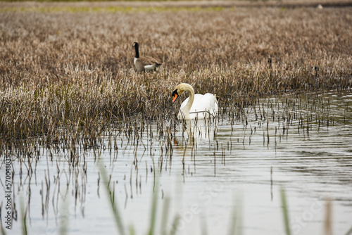A young Swan on Llyn Heilyn, Wales