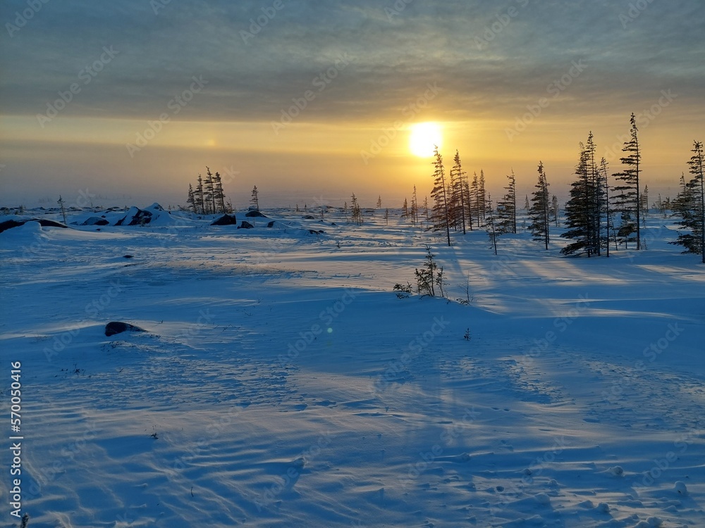 The sun sets behind stunted spruce trees of the boreal forest treeline at the edge if the Hudson Bay in northern Canada