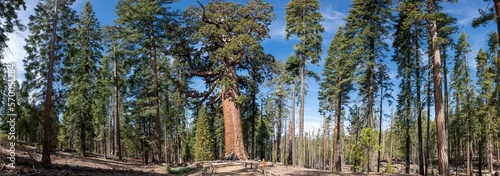 Grizzly Giant in Mariposa Groce, Yosemite NP photo