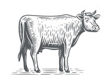 Dairy cow sketch. Farm animal. Hand drawn Cow, standing full-length in front of white background. Vector illustration