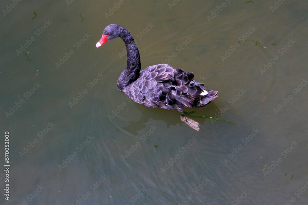 Fototapeta premium black swan on the lake