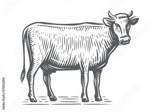 Fototapeta Naklejka Na Ścianę i Meble -  Farm animal. Dairy cow sketch. Hand drawn Cow, standing full-length in front of white background. Vector illustration