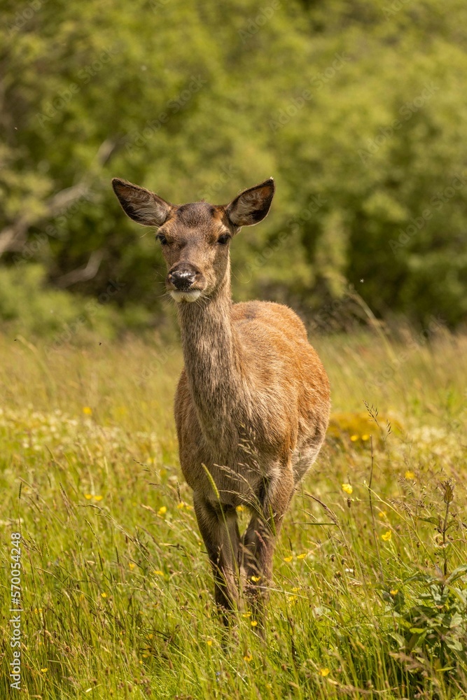Fototapeta premium Red Deer