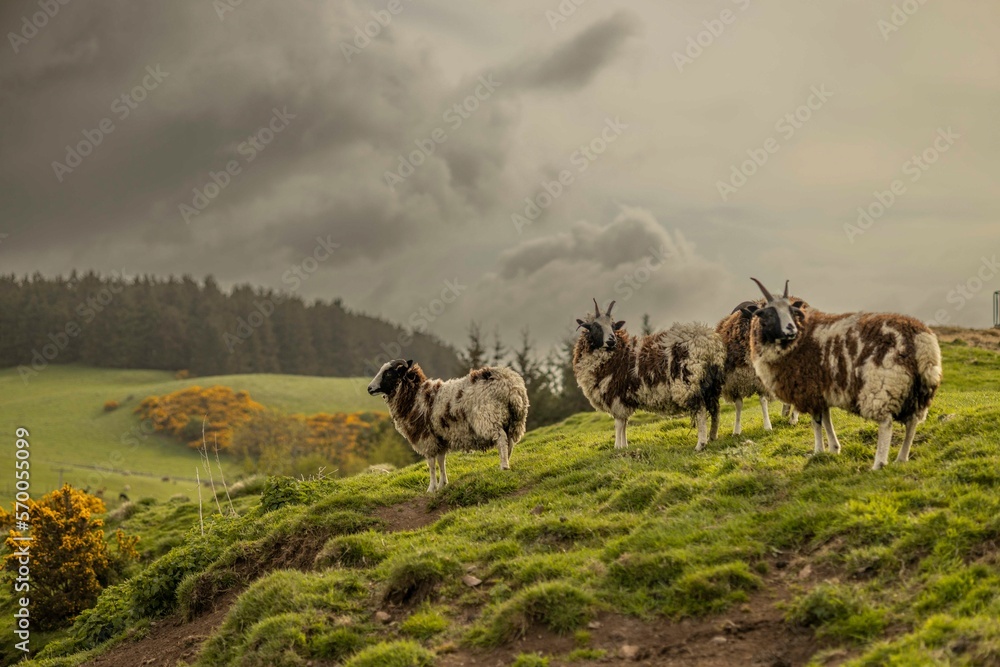 Fototapeta premium Jacob Sheep